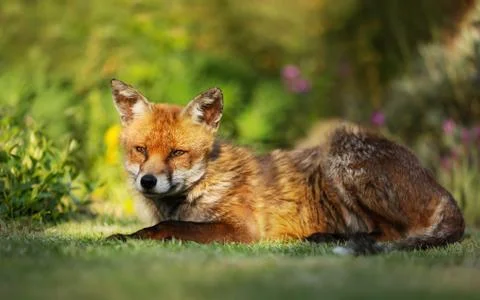 Close up of a red fox lying on the grass Stock Photos