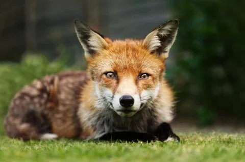 Close up of a red fox lying on grass Stock Photos