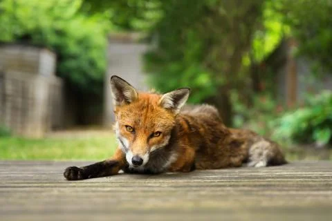 Close up of a Red fox lying on the patio decking Stock Photos