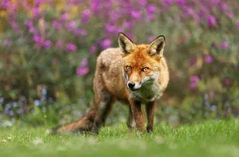 Close up of a red fox in the meadow Stock Photos