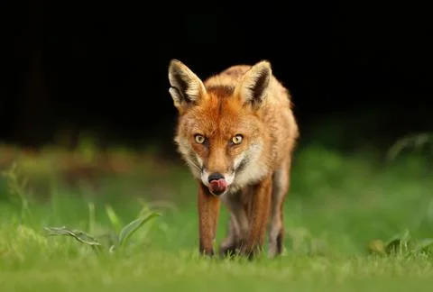 Close up of a red fox in a meadow Stock Photos