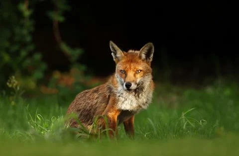 Close up of a red fox in a meadow Stock Photos