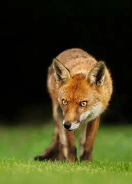 Close up of a red fox in a meadow Stock Photos