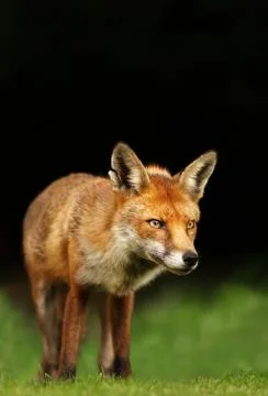 Close up of a red fox in a meadow Stock Photos
