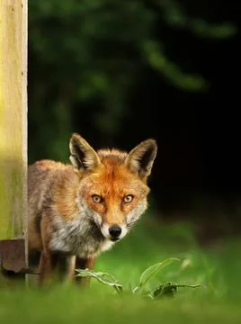 Close up of a red fox in a meadow Stock Photos