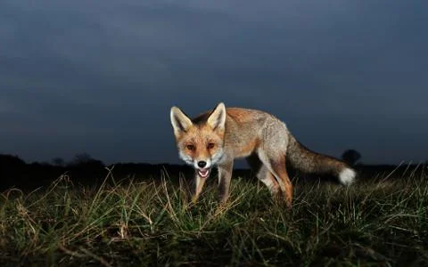 Close up of a red fox at night Stock Photos