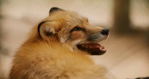A close-up of a red fox. Foto stock