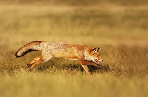 Close up of a red fox running in the field Stock Photos