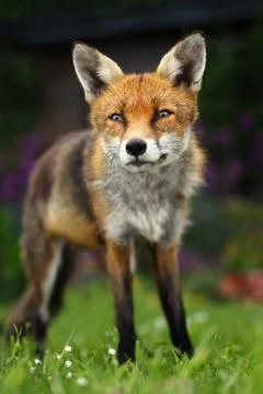 Close up of a Red fox sitting in the back garden Stock Photos
