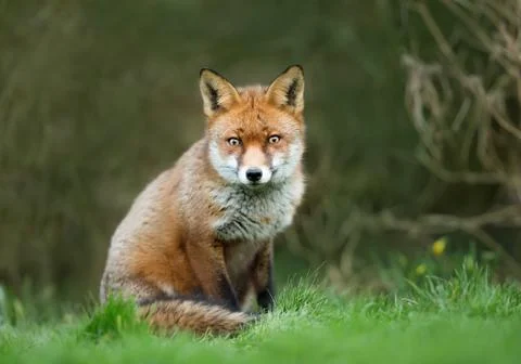 Close up of a Red fox sitting in the grass. Stock Photos