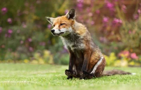 Close up of a red fox sitting on grass Stock Photos