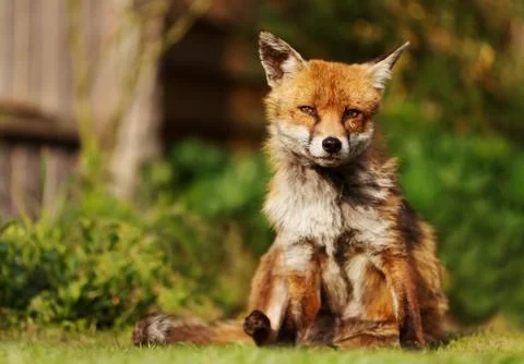 Close up of a red fox sitting on grass Stock Photos