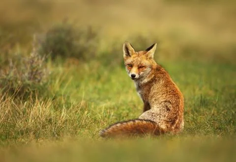 Close up of a red fox sitting in grass Stock Photos