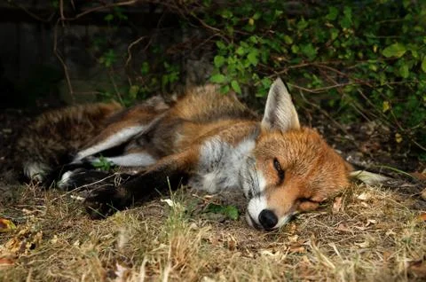 Close up of a Red fox sleeping Stock Photos