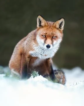 Close-up of a Red fox in snow Stock Photos
