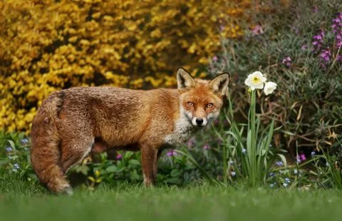 Close up of a Red Fox in spring Stock Photos