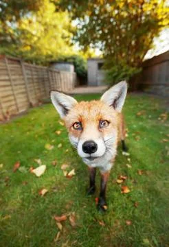 Close up of a red fox standing in the back garden Stock Photos
