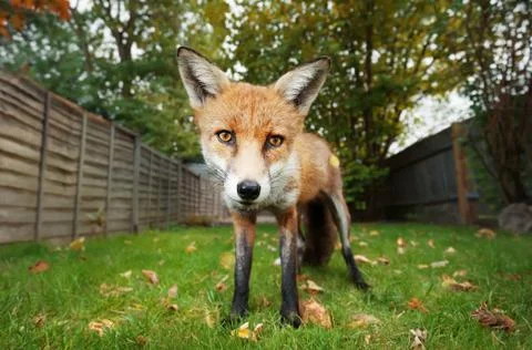 Close up of a red fox standing in the back garden in autumn Stock Photos