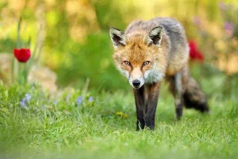 Close up of red fox standing on the grass in the garden Stock Photos