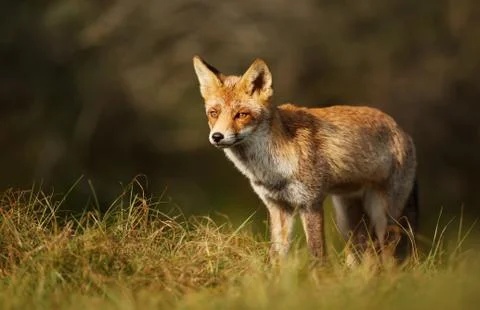 Close-up of a Red fox standing in grass Stock Photos