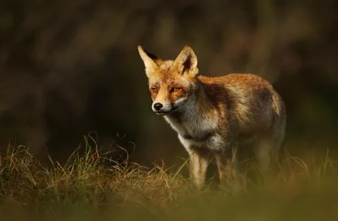 Close-up of a Red fox standing in grass Stock Photos