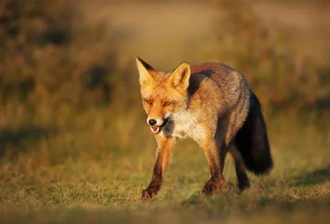 Close up of a Red fox standing in the meadow Stock Photos
