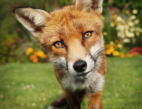 Close up of a red fox in summer Stock Photos