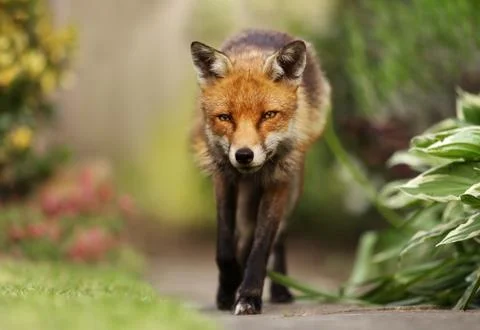 Close up of a red fox in summer Stock Photos
