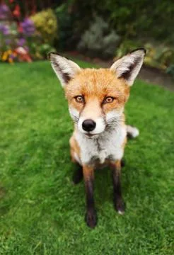 Close up of a red fox in summer Stock Photos