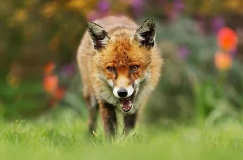 Close up of a red fox in summer Stock Photos