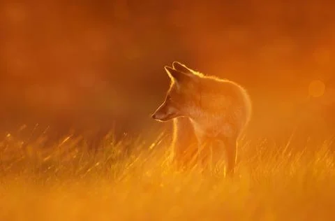 Close up of a Red fox at sunset Stock Photos