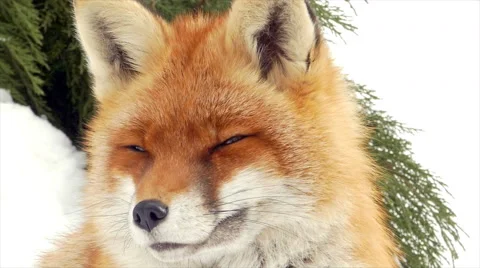 Close up red fox (Vulpes vulpes) in the snow. Stock Footage 46907143