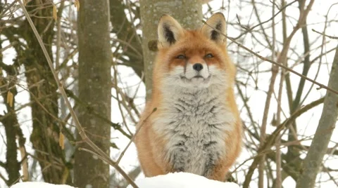 Close up red fox (Vulpes vulpes) in the snow. Video stock 48039091