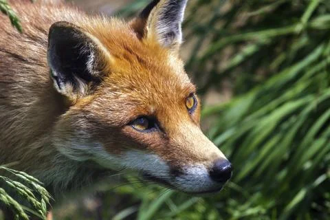 Close-up of a Red Fox (Vulpes vulpes) Stock Photos