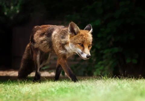 Close up of a red fox walking on the grass Stock Photos
