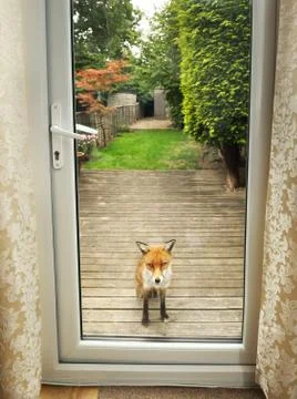 Close up of a Red fox watching through the window Stock Photos