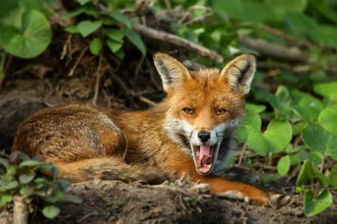 Close up of a Red fox yawning Stock Photos