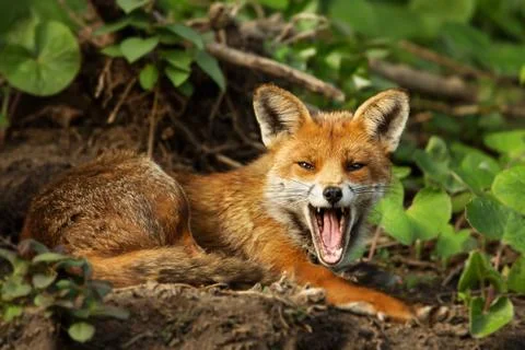 Close up of a Red fox yawning Stock Photos