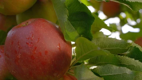 Close Up Red Fresh Apple on Tree with Sun Leaking through Leaves  Видео 124078983