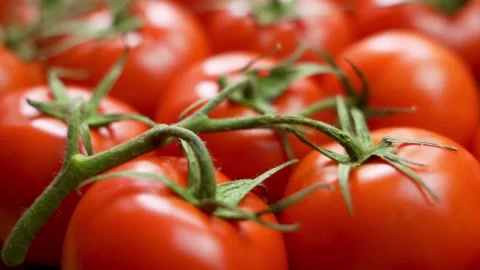 Close-up of Red Fresh Tomatoes on a Sprig. Ripe Tomatoes Are Fresh, Isolated. Ba Stock Footage 152713321