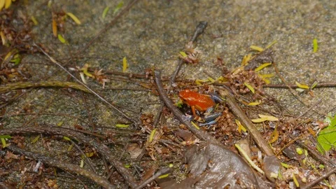 Close up of red frog jumping through dried tree branches, Tortuguero, Costa Rica Stock Footage 141249164
