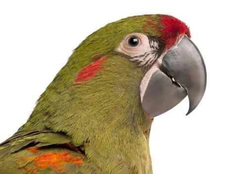 Close-up of Red-fronted Macaw, Ara rubrogenys, 6 months old, in front of white b Foto stock