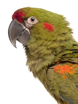 Close-up of Red-fronted Macaw, Ara rubrogenys, 6 months old, in front of white b Stock Photos