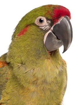 Close-up of Red-fronted Macaw, Ara rubrogenys, 6 months old, in front of white b Foto stock