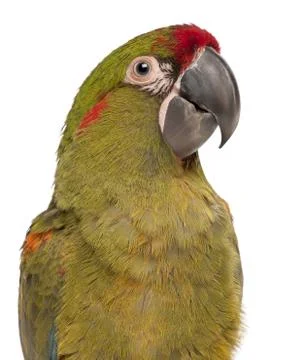 Close-up of Red-fronted Macaw, Ara rubrogenys, 6 months old, in front of white b Foto stock