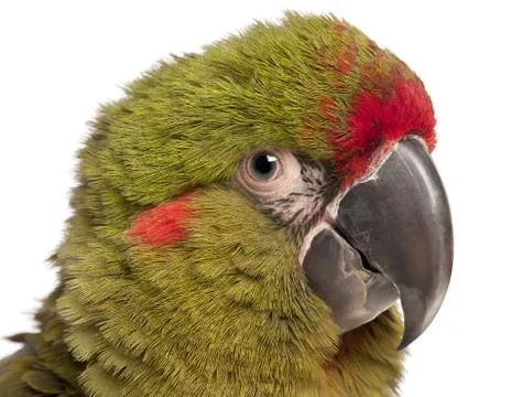 Close-up of Red-fronted Macaw, Ara rubrogenys, 6 months old, in front of white b Stock Photos