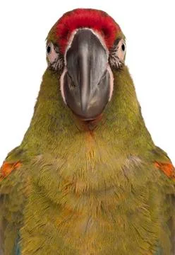 Close-up of Red-fronted Macaw, Ara rubrogenys, 6 months old, in front of whit Stock Photos