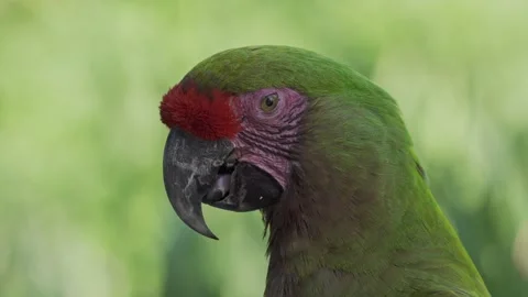 Close up of a Red-fronted macaw moving tongue on a clean green background Stock Footage 154387773
