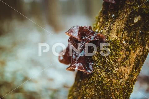 Close up of red fungi and lichen on tree branch in the humid forest Stock Photos