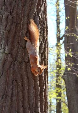 Close-up red funny squirrel on trunk of tree on summer sunny day in park Stock Photos